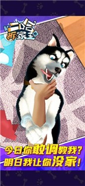 二哈拆家王