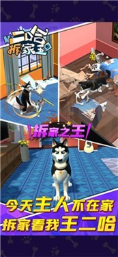 二哈拆家王