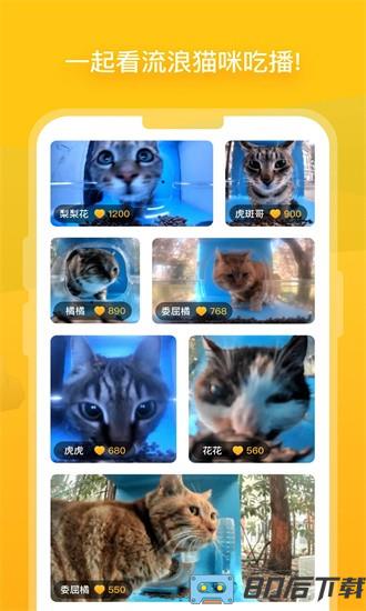 哈啰街猫官方版